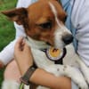 Hurin - Traumhund sucht Traumzuhause