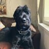 Horst, Riesenschnauzer (geb. 01.2018)