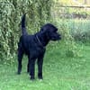 Horst, Riesenschnauzer (geb. 01.2018)