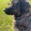 Kuschelbär Aleksa sucht ihre Familie