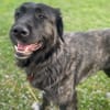 Kuschelbär Aleksa sucht ihre Familie