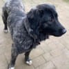 Kuschelbär Aleksa sucht ihre Familie