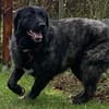 Kuschelbär Aleksa sucht ihre Familie