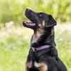 Mia - unkomplizierte Begleiterin