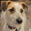 Spike Traumhund aus RO in DE 42857