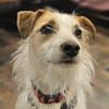 Spike Traumhund aus RO in DE 42857