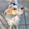 Spike Traumhund aus RO in DE 42857