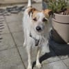 Spike Traumhund aus RO in DE 42857
