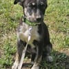 Bobby, kleiner Hund sucht neues Zuhause