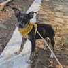 Bobby, kleiner Hund sucht neues Zuhause