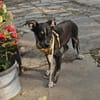 Bobby, kleiner Hund sucht neues Zuhause
