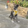 Bobby, kleiner Hund sucht neues Zuhause