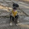 Bobby, kleiner Hund sucht neues Zuhause
