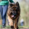 Maximus