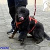 Srecko  der kleine Abenteurer