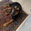Zuckersüße 🐾💕Sky🐾💕 sucht ihr Zuhause