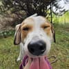 Tobi