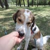 Tobi