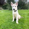 💕Skadi💕 sucht eine liebe Familie🐾💕🐾