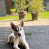 💕Skadi💕 sucht eine liebe Familie🐾💕🐾