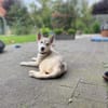💕Skadi💕 sucht eine liebe Familie🐾💕🐾