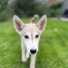 💕Skadi💕 sucht eine liebe Familie🐾💕🐾