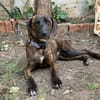 Raja 9 Kilo - reist nach Deutschland