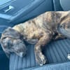 Raja 9 Kilo - reist nach Deutschland