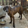 Raja 9 Kilo - reist nach Deutschland