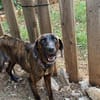 Raja 9 Kilo - reist nach Deutschland