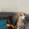 Katie ist in Deutschland