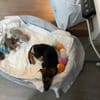 Katie ist in Deutschland