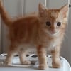 sammy