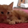 sammy