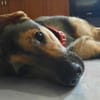Tula