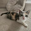 LOLA adorable minette tricolore