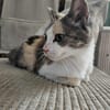LOLA adorable minette tricolore