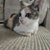 LOLA adorable minette tricolore