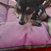 ZIGGY le petit pinscher