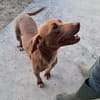 LOLA mix segugio