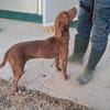 LOLA mix segugio