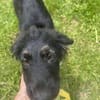 Merlin
