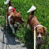 Nika und Valentin suchen ein Zuhause