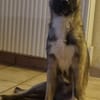 Kirin sucht tolle Menschen