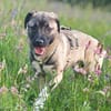 Kirin sucht tolle Menschen