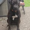 Abby sucht ein Zuhause Vermittlungshilfe