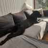 Abby sucht ein Zuhause Vermittlungshilfe