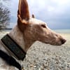 Ellie, die freundliche Podenca