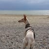 Ellie, die freundliche Podenca