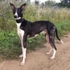 Milano  eleganter Windhund-Mix